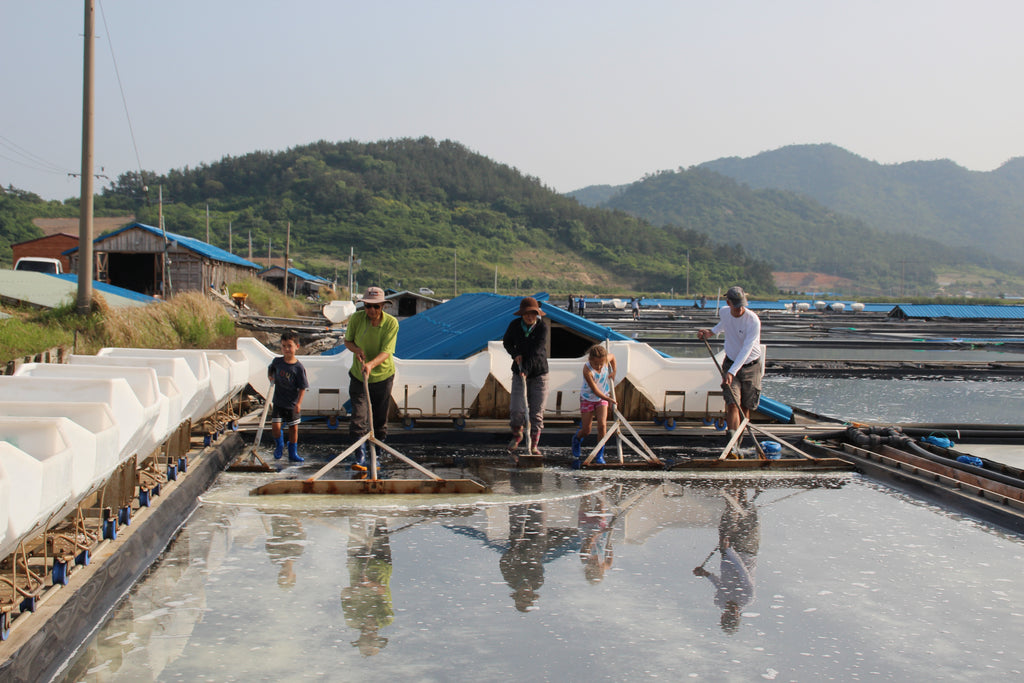 Family members harvesting salt from the drying beds